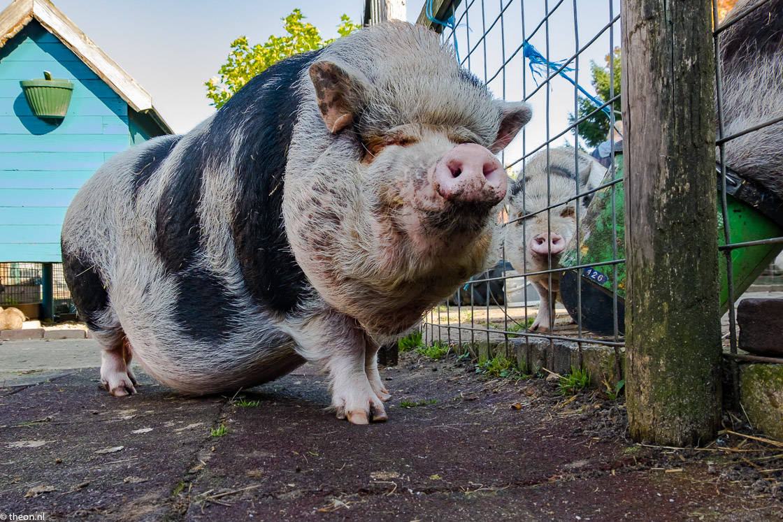 Knuffelweide Amerongen hangbuikzwijnen (1)